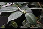 Camellia sp04.JPG